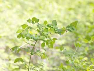 植物壁纸,无水印,高清,图片