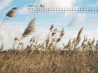 2017年9月日历文艺的芦苇风景壁纸