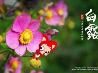 2017白露节气之美丽鲜花壁纸