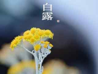 2017白露节气之小黄花壁纸