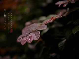 2017白露节气之美丽的秋日树叶壁纸