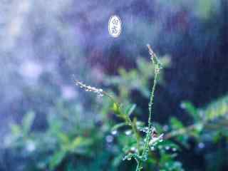 2017白露节气之秋雨中的小草壁纸