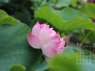 2017年9月日历莲花桌面壁纸