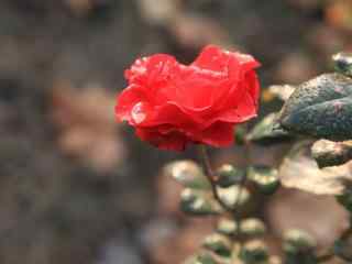 寒露节气秋日鲜花桌面壁纸