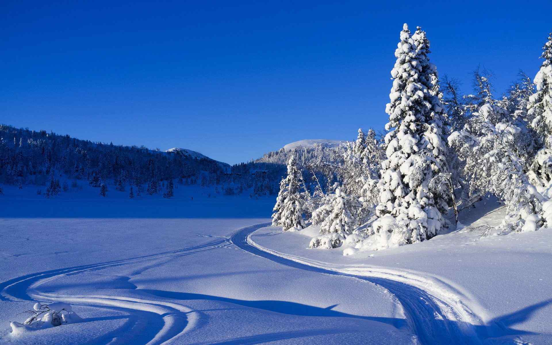 唯美雪景桌面壁纸高清下载：雪下松坚 不变刚心