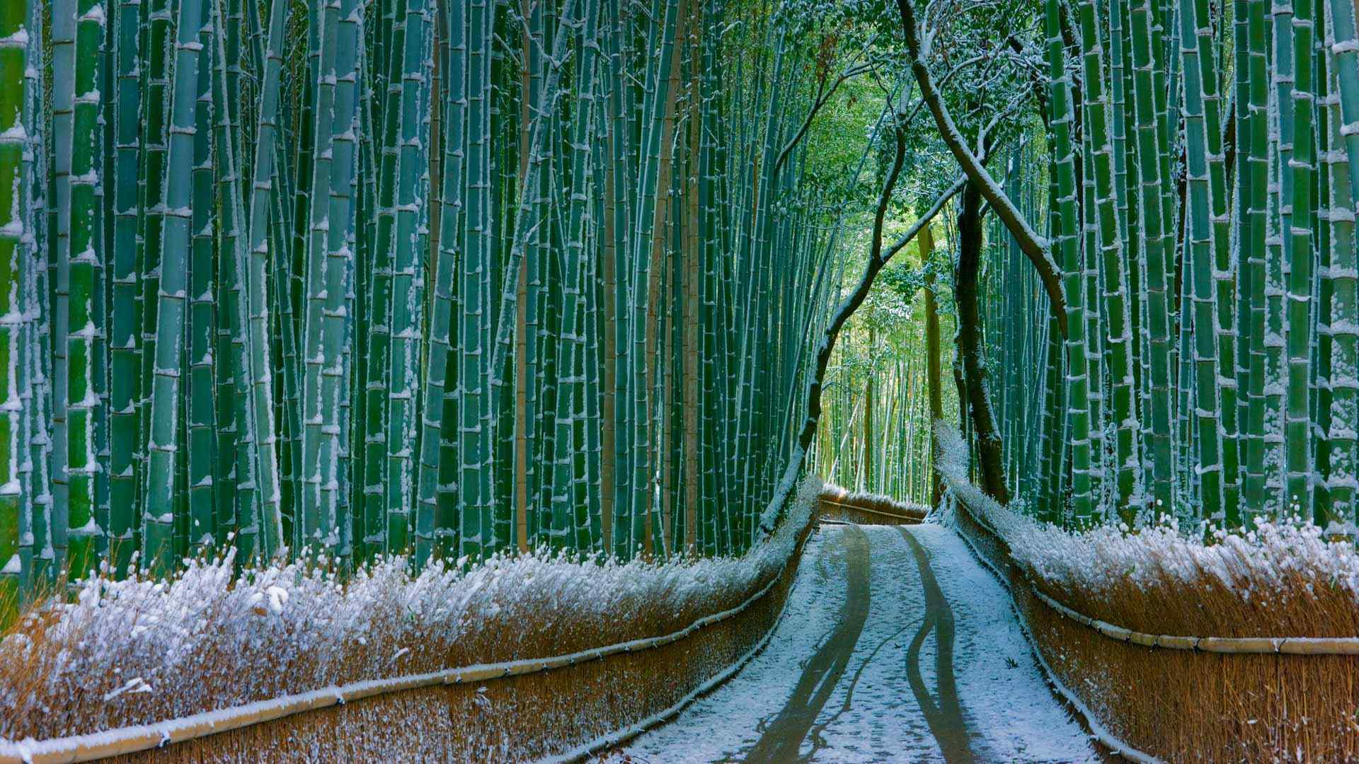 唯美雪景桌面壁纸：竹林雪