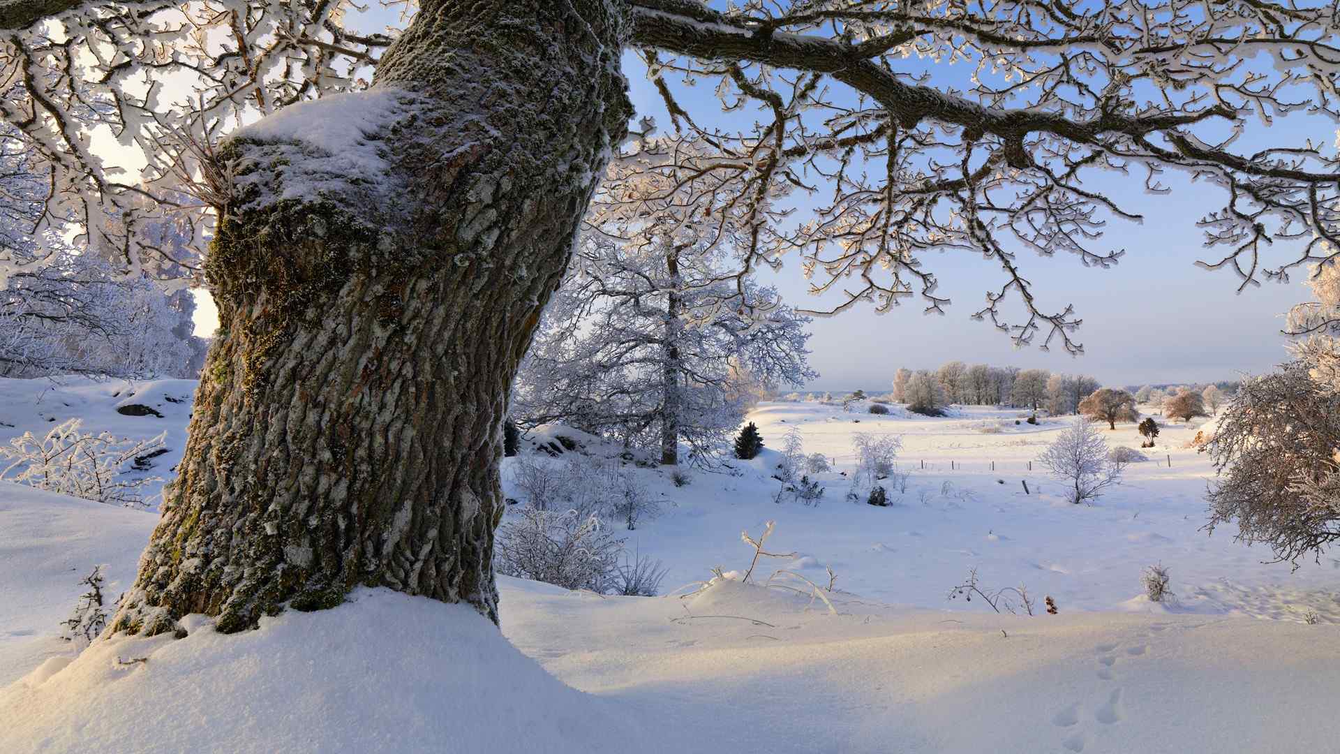 唯美雪景桌面壁纸高清下载：雪日 树爷爷的心愿