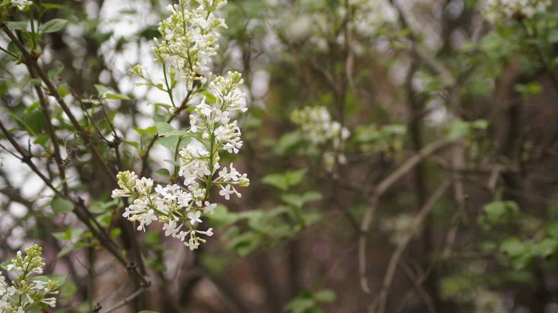 樱花盛开的季节桌面壁纸 第二辑