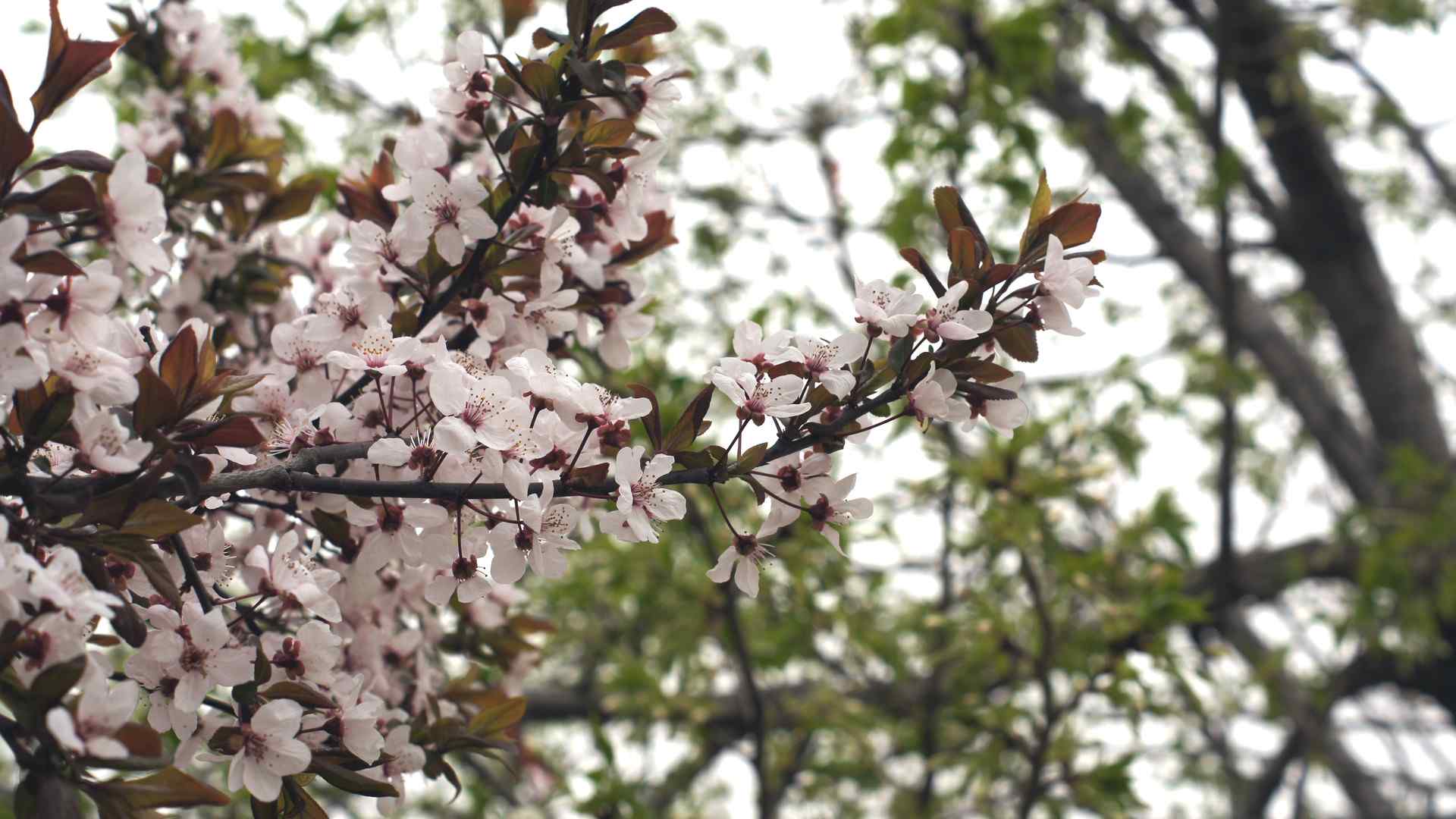 樱花盛开的季节桌面壁纸 第八辑