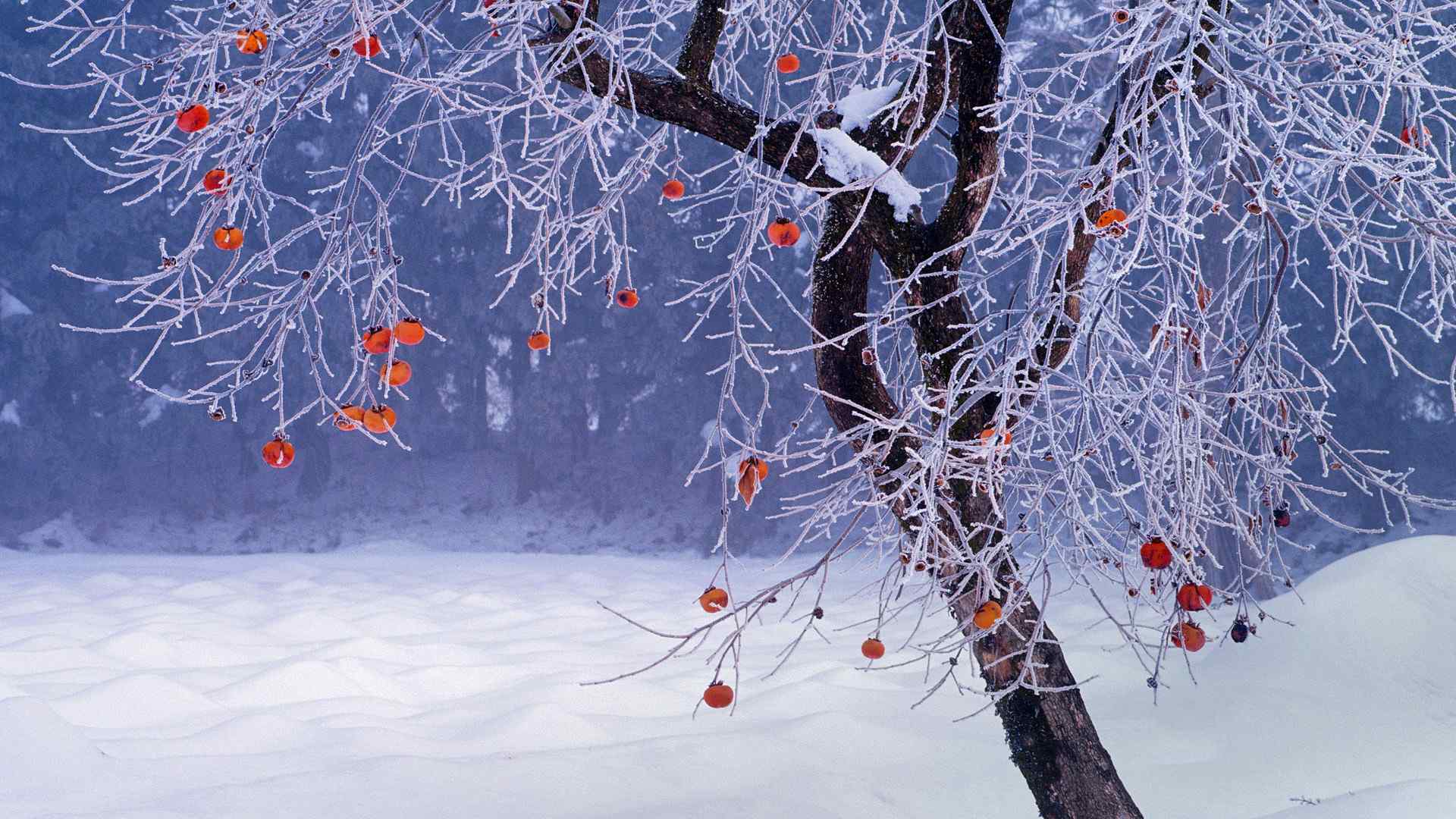 唯美风花雪月桌面壁纸 第七辑