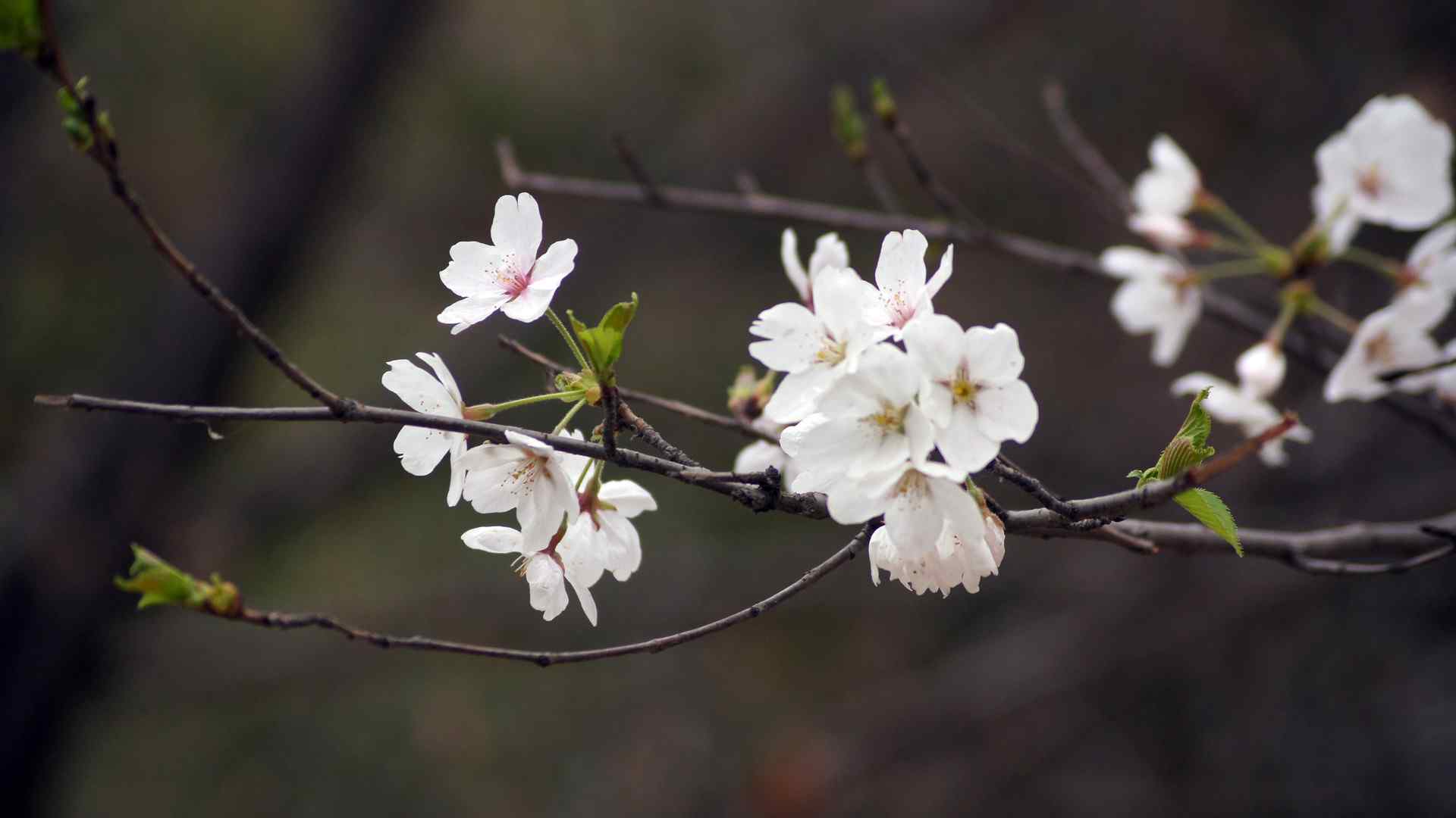 樱花盛开的季节桌面壁纸 第六辑