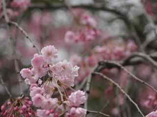 樱花盛开的季节桌