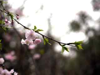 樱花盛开的季节桌