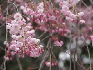 樱花盛开的季节桌