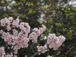 樱花盛开的季节桌