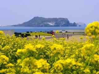 韩国济州岛之油菜花盛开的季节桌面壁纸