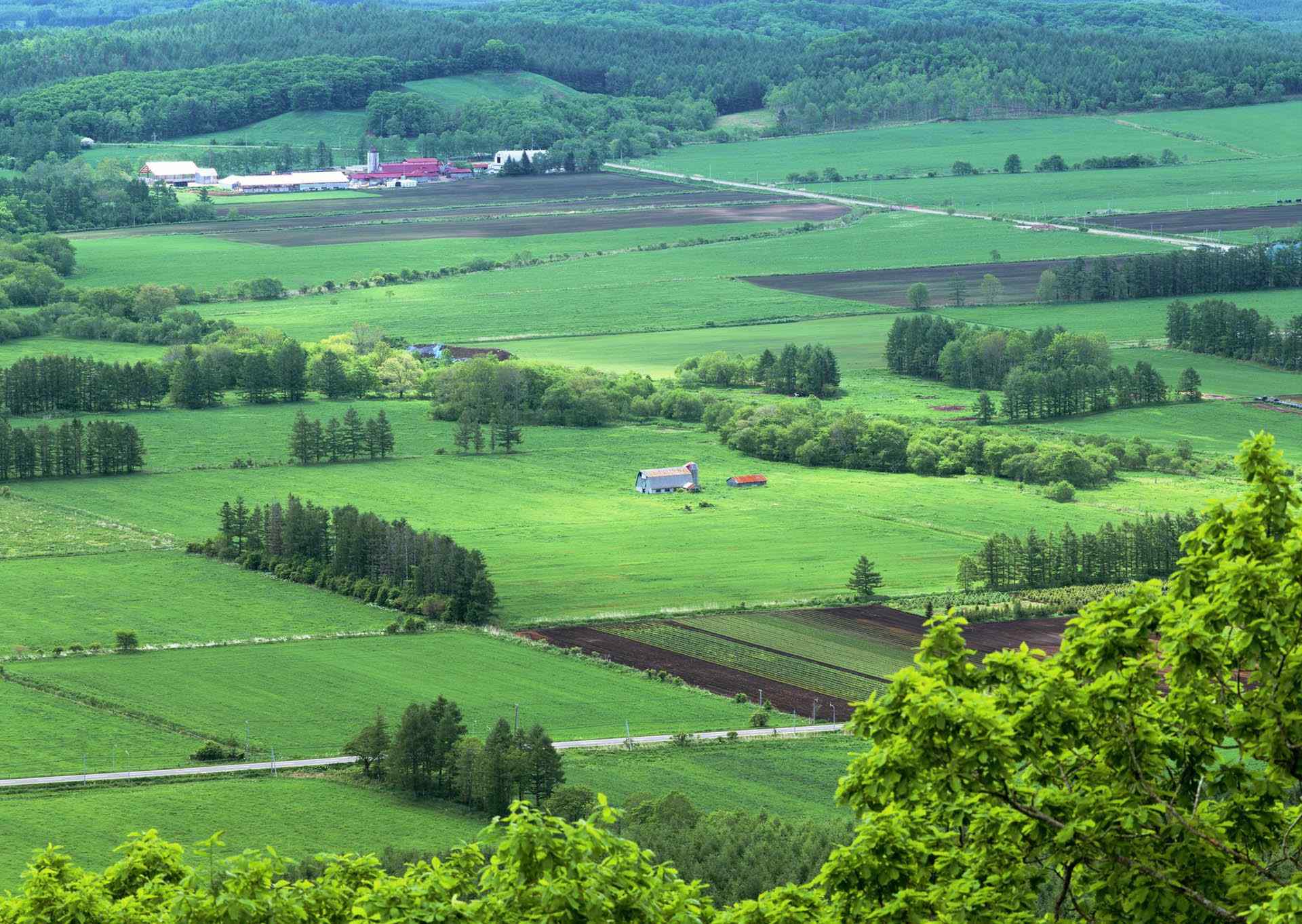 夏季绿色田园北海道风光桌面壁纸