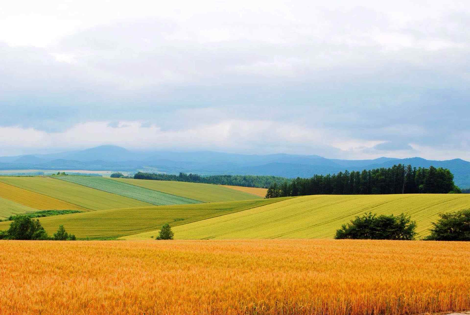 夏季花田北海道风光桌面壁纸