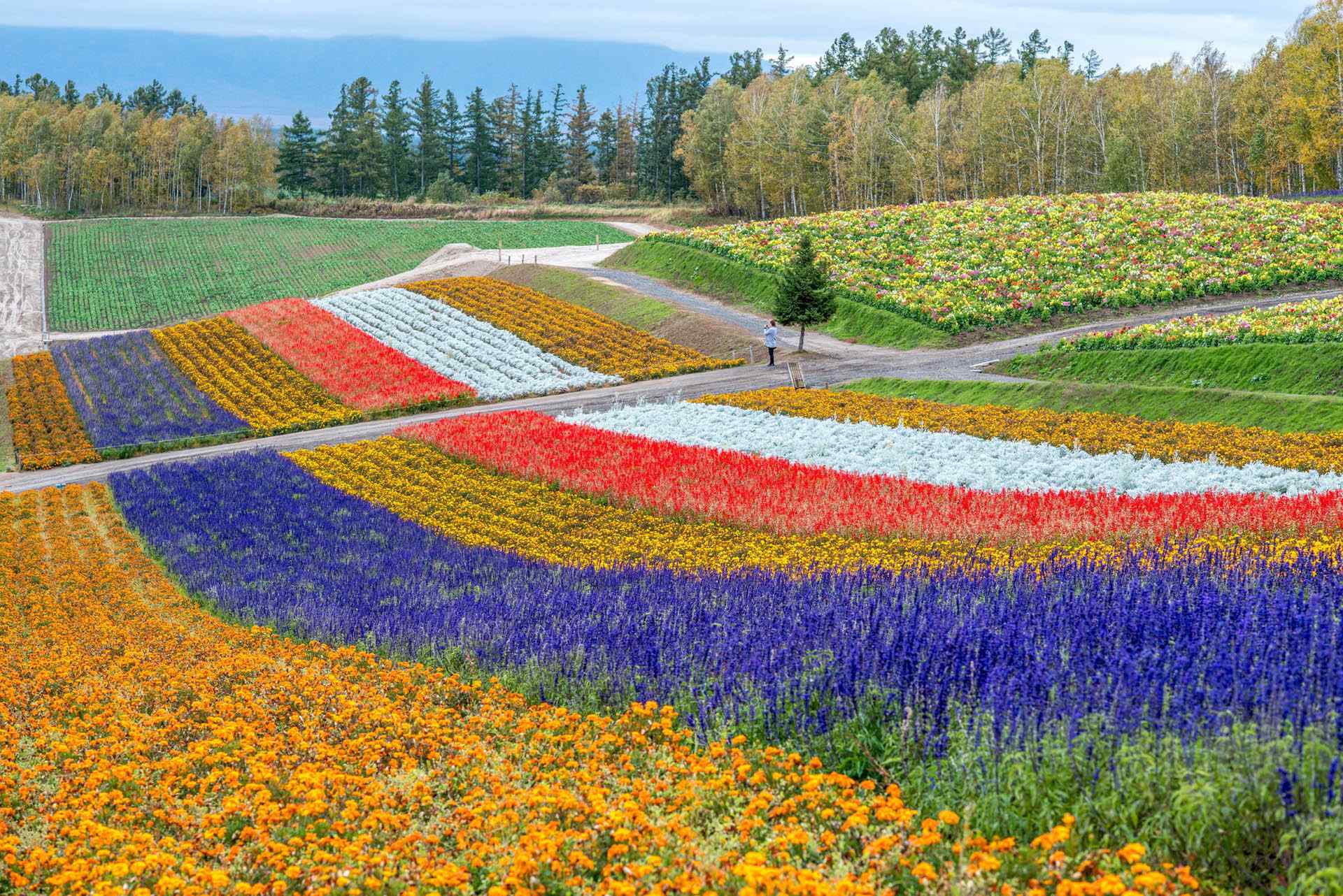 夏季花田北海道风光桌面壁纸5