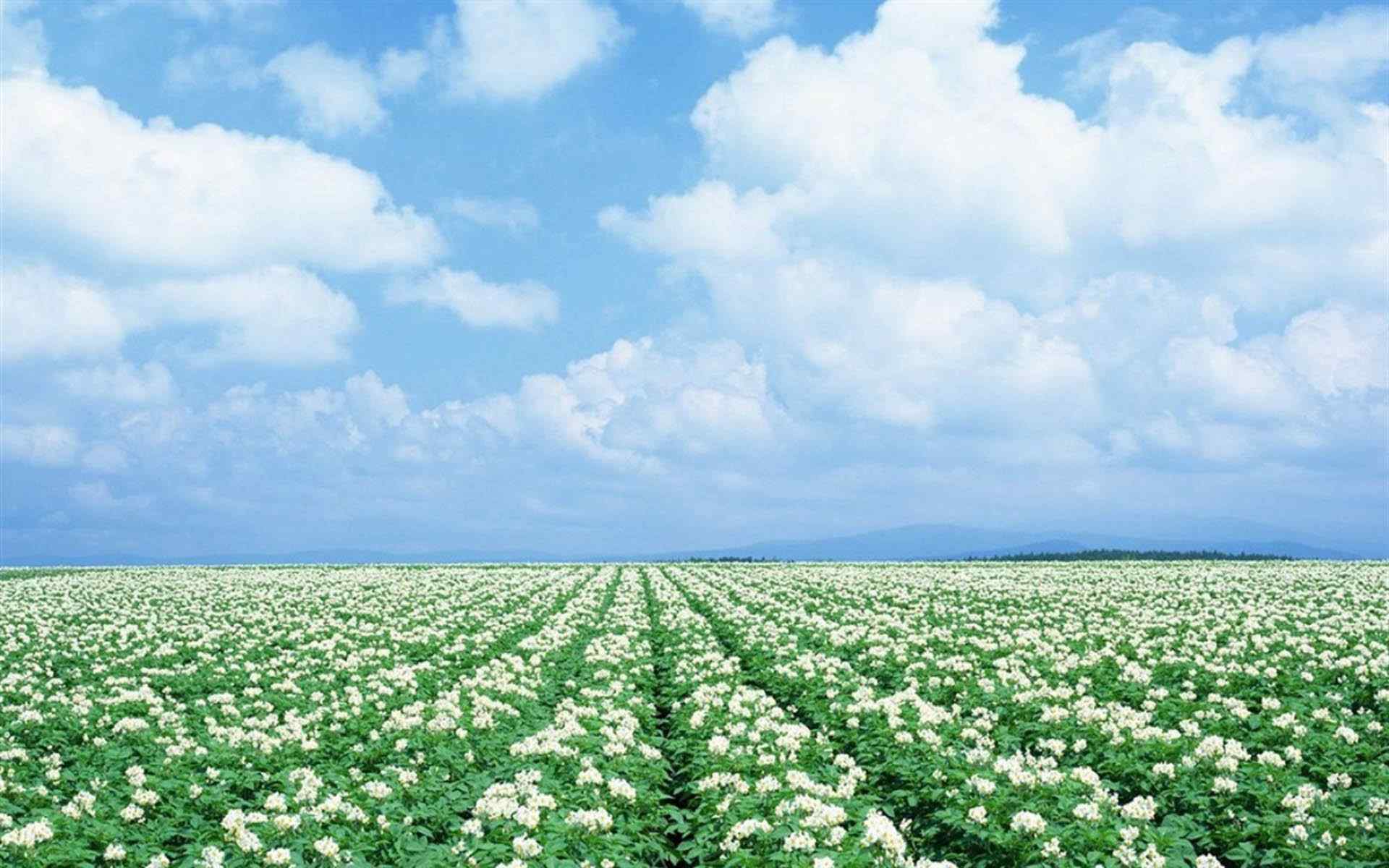 夏季花田清新北海道风光桌面壁纸