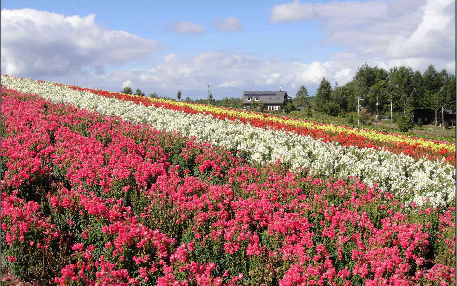 夏季花田北海道风光桌面壁纸3