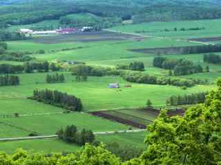 夏季绿色田园北海道风光桌面壁纸