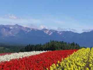 夏季花田北海道风光桌面壁纸2