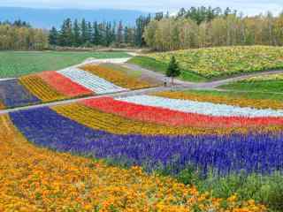 夏季花田北海道风光桌面壁纸5