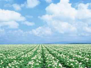 夏季花田清新北海道风光桌面壁纸