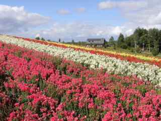 夏季花田北海道风光桌面壁纸3