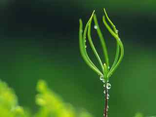 充满生机的绿色嫩芽植物风景桌面壁纸