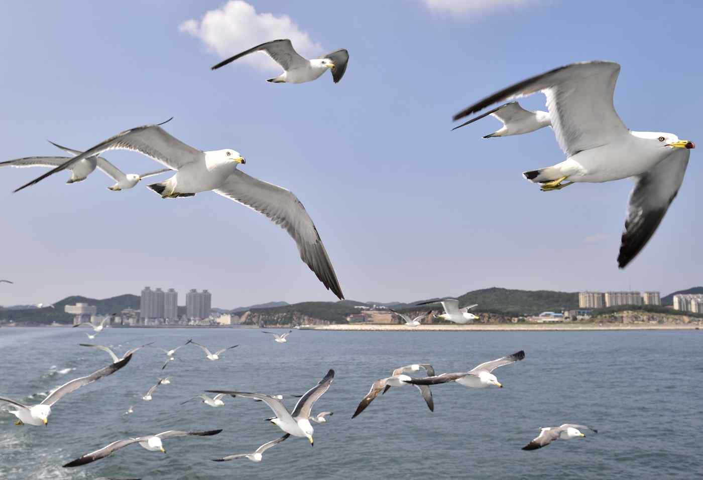 大连海鸟飞翔桌面壁纸