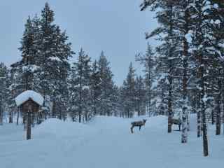 芬兰林中雪景动物自然风景桌面壁纸