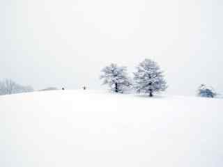 纯白的世界滑雪场桌面壁纸