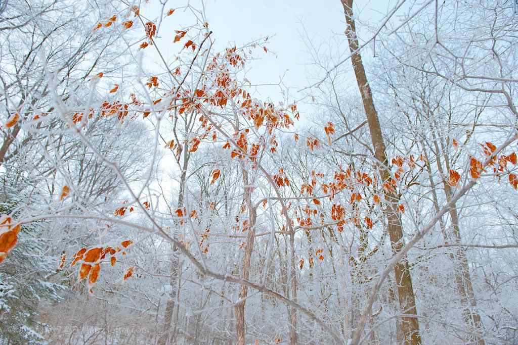 长白山唯美的雪中树木桌面壁纸