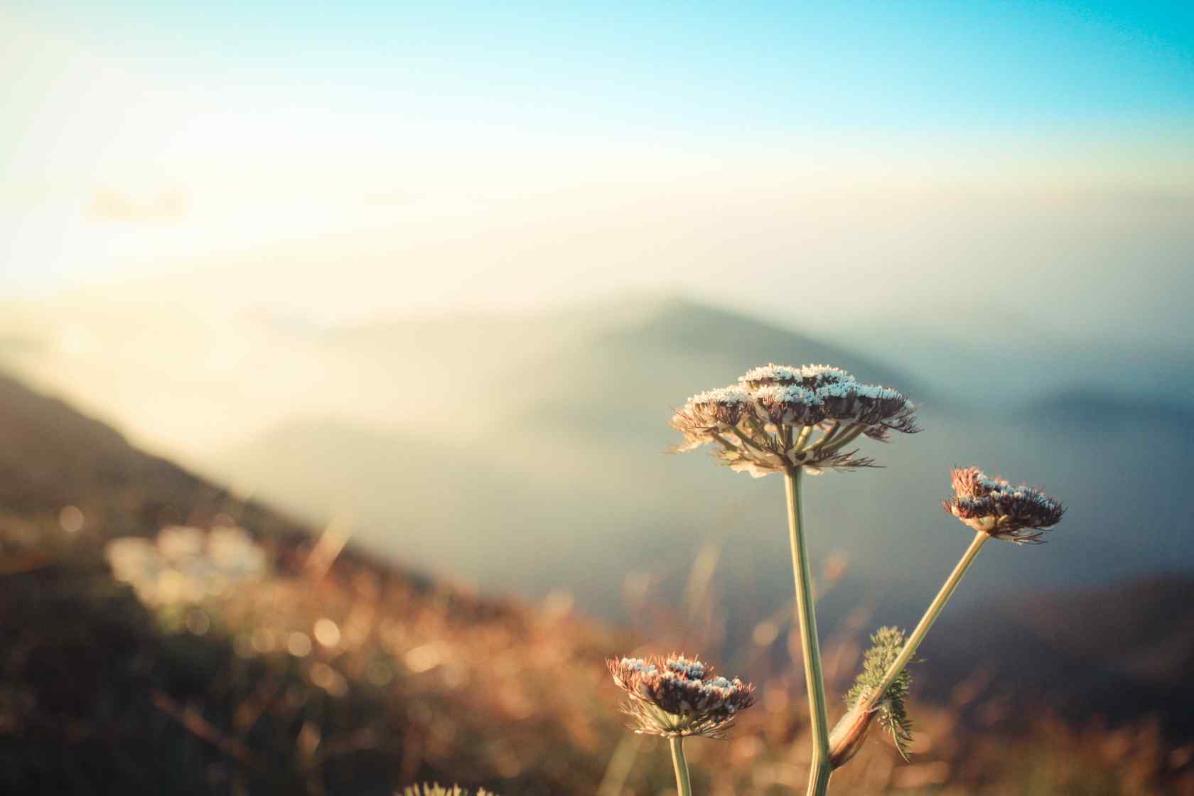 太白山高海拔盛开的小花电脑壁纸