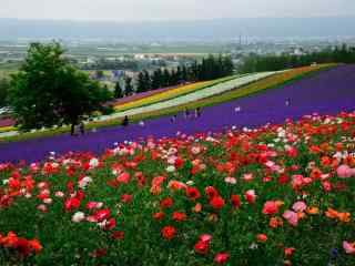 五彩缤纷的花田农场风景图片桌面壁纸