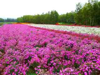 美丽的花海农场风景图片