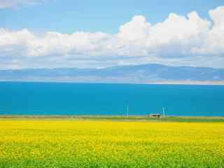 青海湖清新油菜花田图片