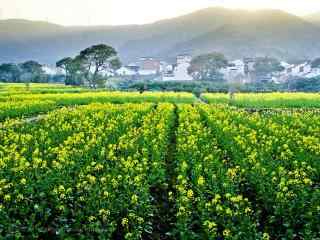 小清新护眼油菜花图片桌面壁纸