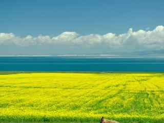 小清新青海湖油菜花田风景图片