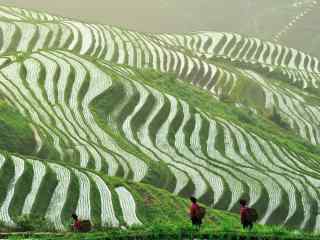 美丽的梯田风景图片桌面壁纸