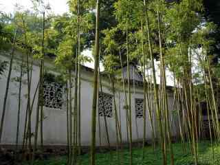 苏州园林之狮子林竹林风景