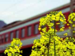 春季油菜花美丽风景图片