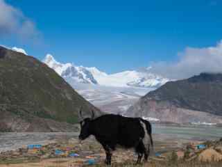 羊卓雍错牦牛雪山风景图片桌面壁纸