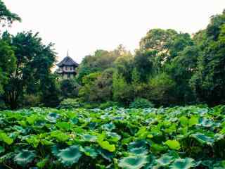 成都杜甫草堂荷塘风景