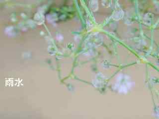 晶莹的小水珠图片雨水节气壁纸