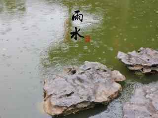 雨水节气-池塘里的雨滴图片桌面壁纸