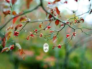 雨水节气-唯美图片高清桌面壁纸