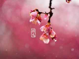 雨水节气-在雨中凋谢的花朵图片桌面壁纸